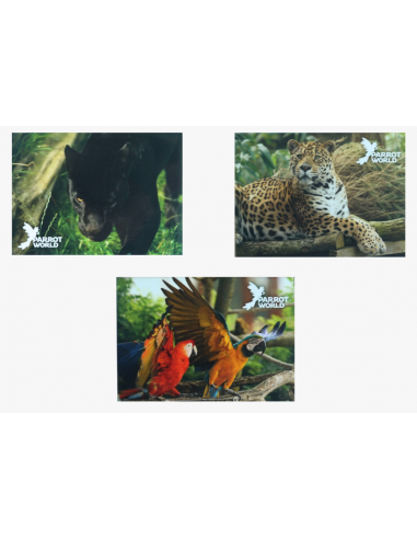 Magnets Parrot World