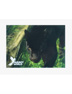 Magnets Parrot World