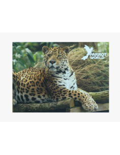 Magnets Parrot World