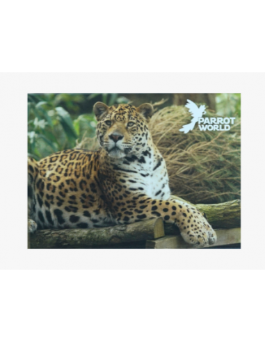 Magnets Parrot World