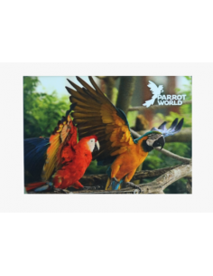Magnets Parrot World