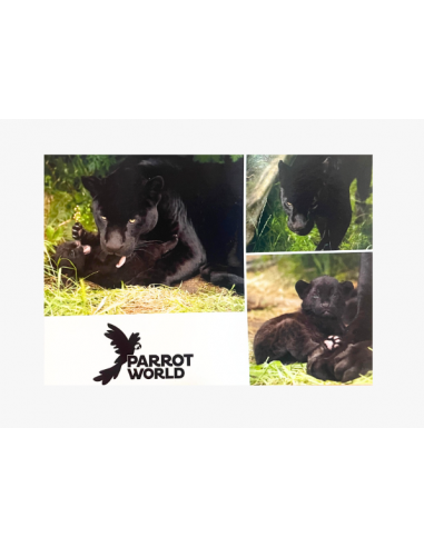 Cartes postales Parrot World