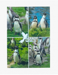 Cartes postales Parrot World 2