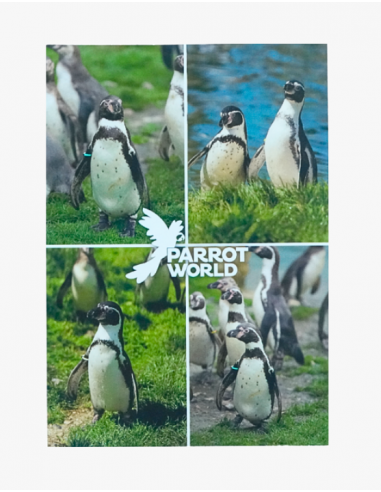 Cartes postales Parrot World
