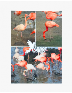 Cartes postales Parrot World