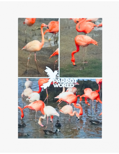 Cartes postales Parrot World