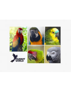 Cartes postales Parrot World