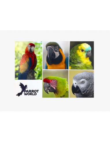 Cartes postales Parrot World