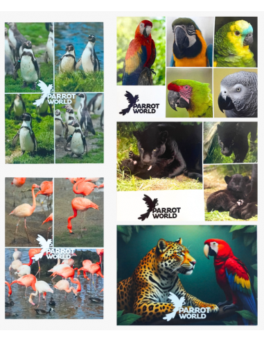 Cartes postales Parrot World