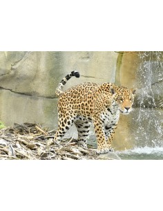 Bon cadeau Pass Annuel Adulte - à partir de 12 ans