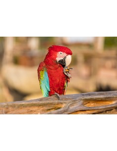 Bon cadeau Pass Annuel Enfant - de 3 à 11 ans