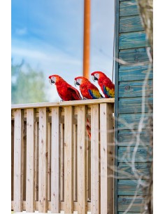 Une nuit face aux perroquets au coeur de l'Amazonie