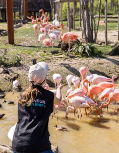 Bon cadeau Soigneur d'un jour Adulte - à partir de 14 ans