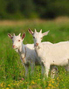 Bon cadeau Soigneur en Herbe pour un enfant 7 à 12 ans inclus