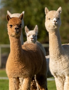 Bon cadeau Soigneur en Herbe pour un enfant 7 à 12 ans inclus
