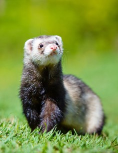 Bon cadeau Soigneur en Herbe pour un enfant 7 à 12 ans inclus
