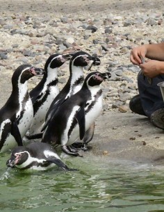 Bon cadeau Nourrir les... 2