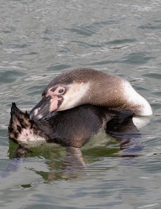 Bon cadeau Nourrir les Manchots - Adulte