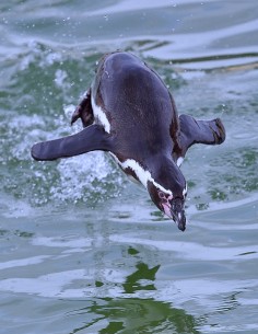 Bon cadeau Nourrir les Manchots - Adulte