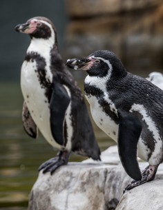 Bon cadeau Nourrir les Manchots - Adulte