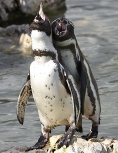 Bon cadeau Nourrir les Manchots - Enfant