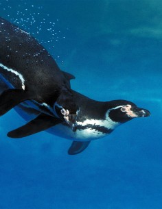 Bon cadeau Nourrir les Manchots - Enfant