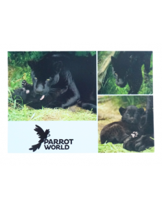 Carte postale Parrot World 2