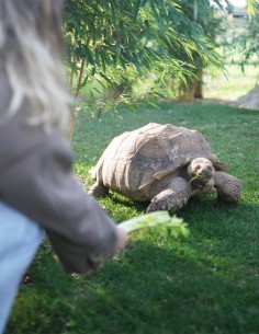 Bon cadeau Nourrir les Tortues - Adulte