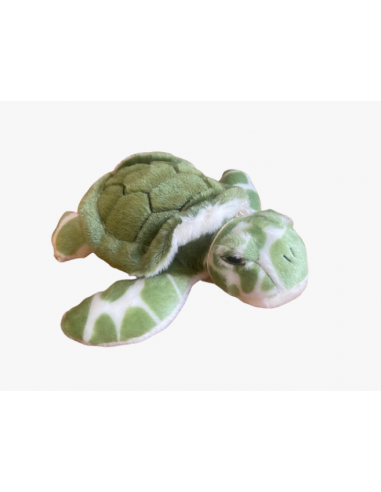 Bébé tortue